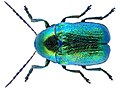 Cryptocephalus aureolus