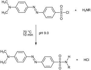 Reaktion von Dabsylchlorid mit einem Amin