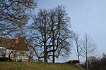 Geweihbaum (Gymnocladus dioicus)