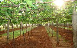 Grape cultivation