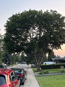 A large silver maple tree on a quiet residential street in Greenfield, Edmonton.