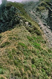 Broedhabitat in de Kaikoura Ranges