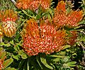 Leucospermum erubescens