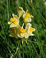 Antirrhinum majus