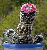 Mammillaria spinosissima 'Un Pico'