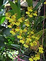 Oncidium cultivar