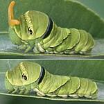 Larva