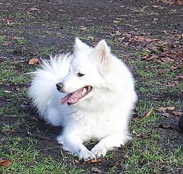 Grote keeshond - wit