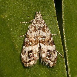 Tebenna piperella