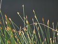 Trichophorum cespitosum on the german island Hiddensee, Photo by Kristian Peters