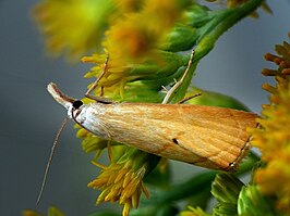 Xanthocrambus saxonellus