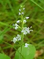 Heath speedwell, Veronica officinalis