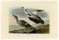 332. Pied Duck (Labrador Duck)