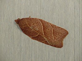 Acleris platynotana