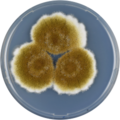 Aspergillus tamarii growing on CYA plate