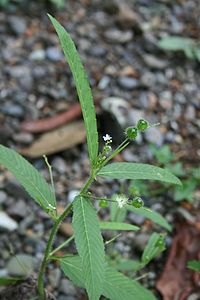 Caperonia palustris 1