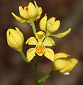 Cephalanthera falcata