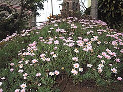 In cultivation in India