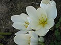 Colchicum speciosum 'Album' inner side of the flower