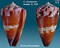 Conus circumactus Iredale, T., 1929