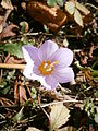 Crocus kotschyanus