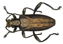 Donacia marginata