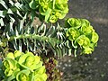 Euphorbia myrsinites