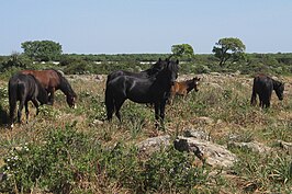 Giara-paarden in hun natuurlijke omgeving