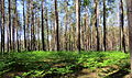 Forest near the village