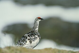 Lagopus muta rupestris in overgangskleed van lente naar zomer in Alaska