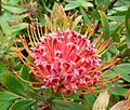 Leucospermum 'Scarlet Ribbon'