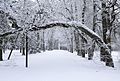 Het park in de winter