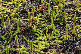 Sumpf-Bärlapp (Lycopodiella inundata) und Rundblättriger Sonnentau