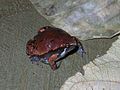 Narrow mouthed toad