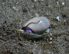 Callianax biplicata, a pale individual