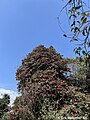 Rhododendrons blossoming in the hills of Kathekhola