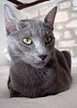 Russian Blue