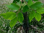 foliage