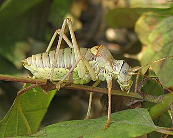 Ephippiger ephippiger (Bradyporinae)