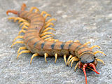 Scolopendra cingulata