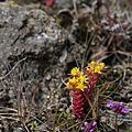 Sedum annuum