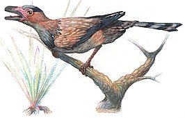 Sinornis