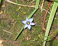 Sisyrinchium angustifolium close-up