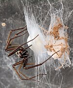 Female constructing egg-sac