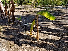 Banana tree