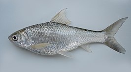 Henicorhynchus siamensis