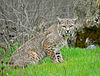 A bobcat