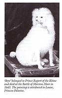 Dog (Boye or Puddle) said to belong to Prince Rupert of the Rhine, Duke of Cumberland, Killed at the Battle of Marston Moor in 1643