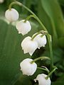 Convallaria majalis flowers