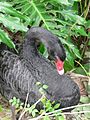 Black Swan (Cygnus atratus)